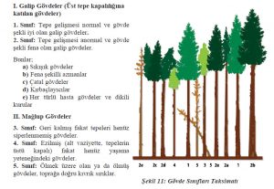 govde-siniflari-taksimati-300x207 govde-siniflari-taksimati